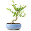 Ligustrum, 14 cm, ± 12 anni