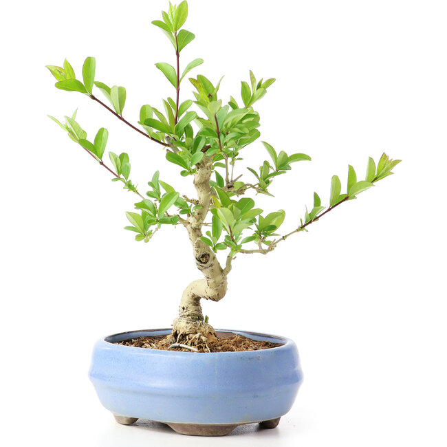 Ligustrum, 14 cm, ± 12 years old