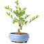 Ligustrum, 14 cm, ± 12 anni