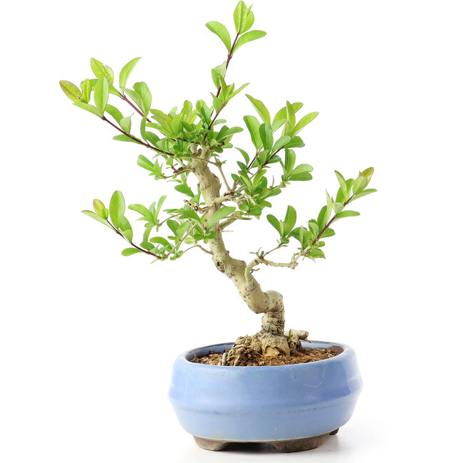 Ligustrum, 14 cm, ± 12 anni