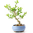 Ligustrum, 14 cm, ± 12 anni