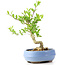 Ligustrum, 14 cm, ± 12 anni