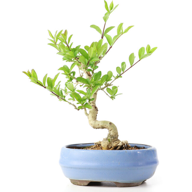 Ligustrum, 14 cm, ± 12 years old