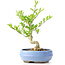 Ligustrum, 14 cm, ± 12 anni