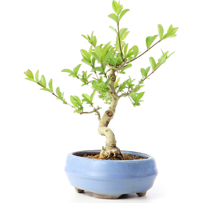 Ligustrum, 14 cm, ± 12 ans