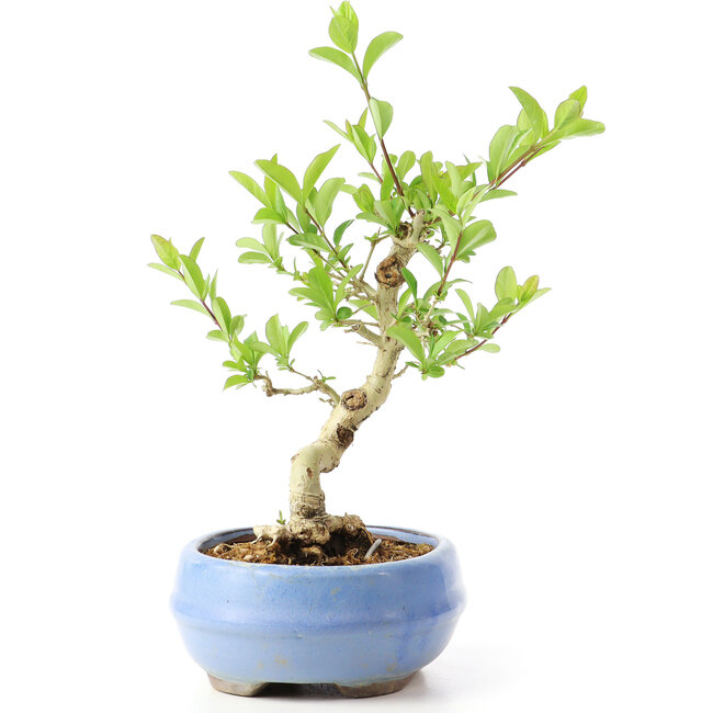 Ligustrum, 14 cm, ± 12 años