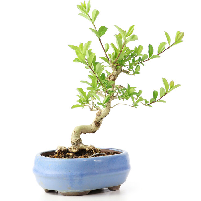 Ligustrum, 14 cm, ± 12 jaar oud