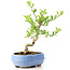 Ligustrum, 14 cm, ± 12 anni