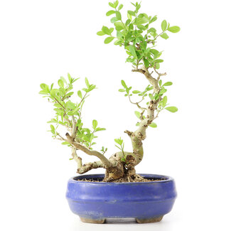 Ligustrum, 19 cm, ± 12 years old