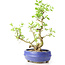 Ligustrum, 19 cm, ± 12 anni