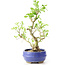 Ligustrum, 19 cm, ± 12 anni