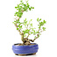 Ligustrum, 19 cm, ± 12 anni