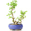 Ligustrum, 19 cm, ± 12 anni