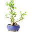 Ligustrum, 19 cm, ± 12 anni