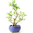 Ligustrum, 19 cm, ± 12 jaar oud