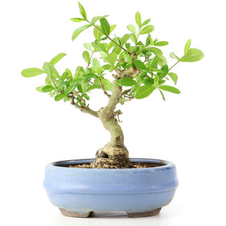 Ligustrum, 14 cm, ± 12 years old