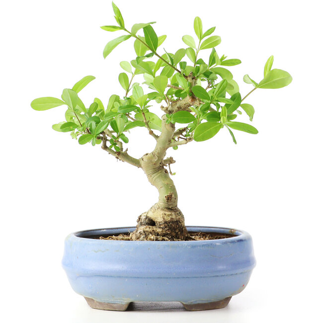 Ligustrum, 14 cm, ± 12 anni