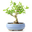 Ligustrum, 14 cm, ± 12 anni