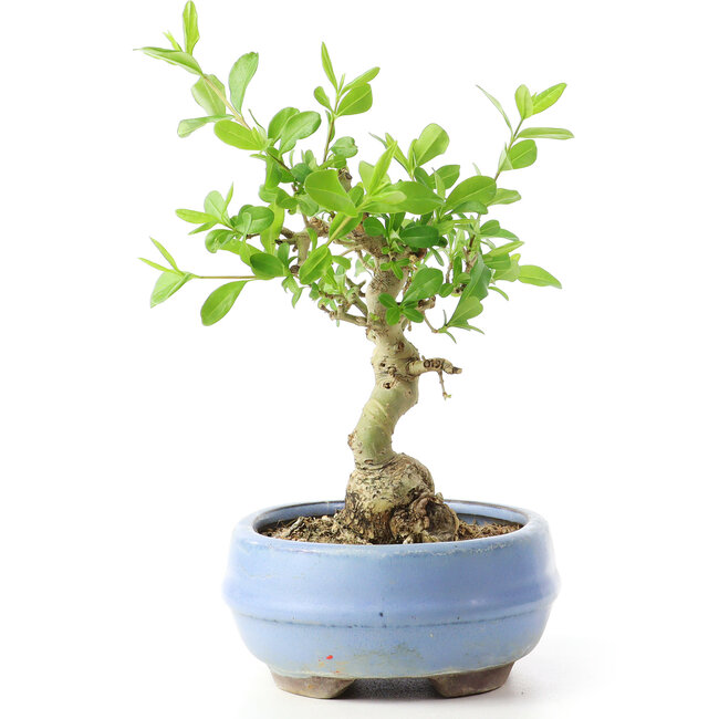 Ligustrum, 14 cm, ± 12 Jahre alt