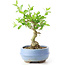 Ligustrum, 14 cm, ± 12 anni