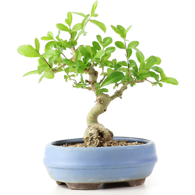 Ligustrum, 14 cm, ± 12 Jahre alt