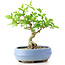 Ligustrum, 14 cm, ± 12 anni