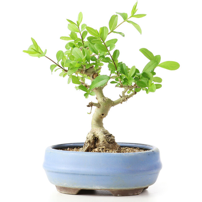 Ligustrum, 14 cm, ± 12 Jahre alt