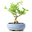 Ligustrum, 14 cm, ± 12 anni