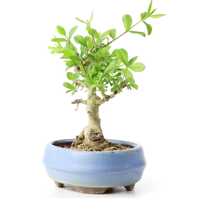 Ligustrum, 14 cm, ± 12 Jahre alt