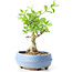 Ligustrum, 14 cm, ± 12 anni