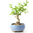 Ligustrum, 14 cm, ± 12 anni