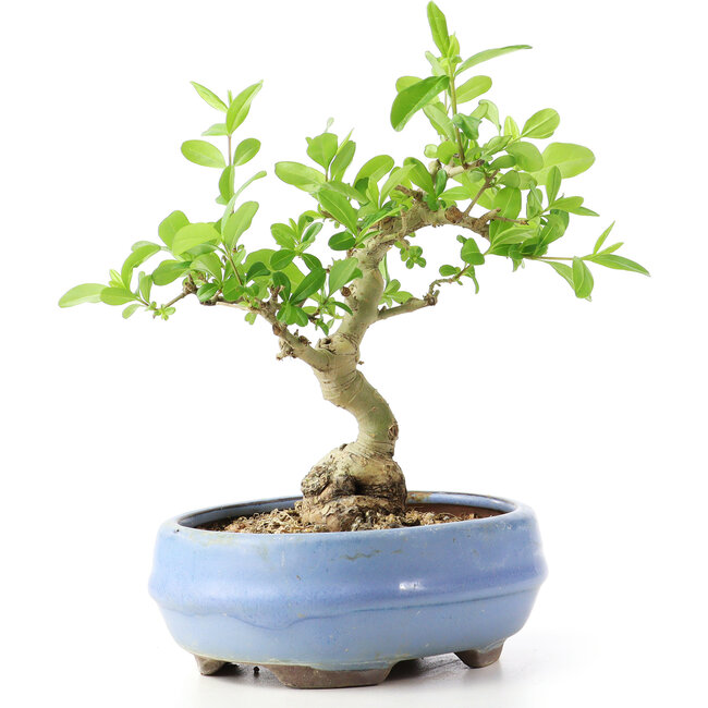Ligustrum, 14 cm, ± 12 jaar oud