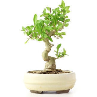 Ligustrum, 17 cm, ± 12 years old