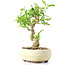 Ligustrum, 17 cm, ± 12 anni