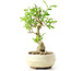 Ligustrum, 17 cm, ± 12 anni