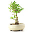 Ligustrum, 17 cm, ± 12 anni