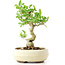 Ligustrum, 17 cm, ± 12 anni