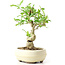 Ligustrum, 17 cm, ± 12 anni