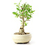 Ligustrum, 17 cm, ± 12 anni