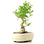 Ligustrum, 17 cm, ± 12 anni