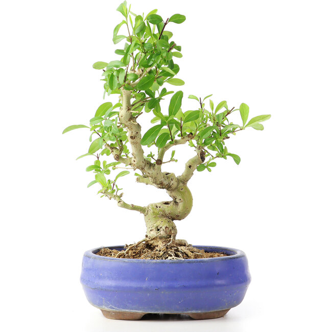 Ligustrum, 19 cm, ± 12 jaar oud