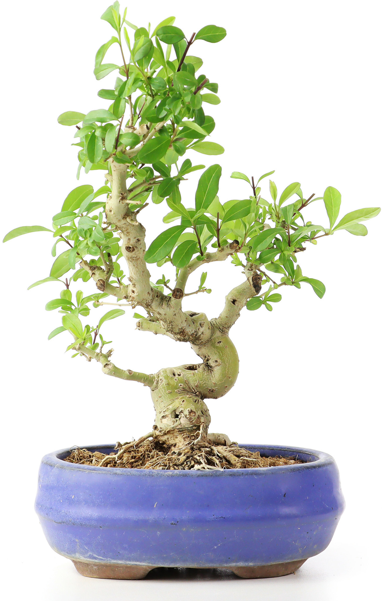 harlekinweide bonsai Harlekinweide - Salix integra 'Hakuro Nishiki' - Zierweide - Gehlz