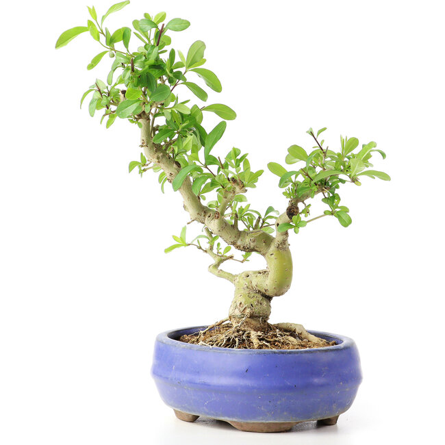 Ligustrum, 19 cm, ± 12 años