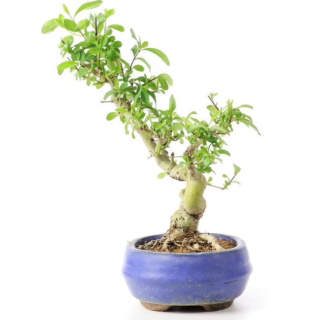 Ligustrum, 19 cm, ± 12 anni
