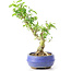 Ligustrum, 19 cm, ± 12 años
