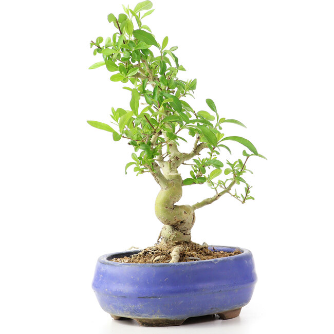 Ligustrum, 19 cm, ± 12 years old