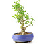 Ligustrum, 19 cm, ± 12 jaar oud