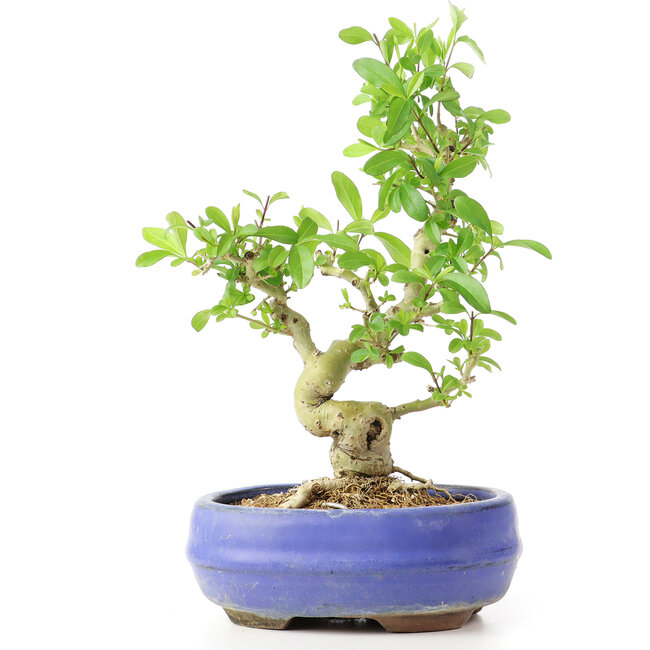 Ligustrum, 19 cm, ± 12 Jahre alt