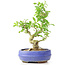 Ligustrum, 19 cm, ± 12 años