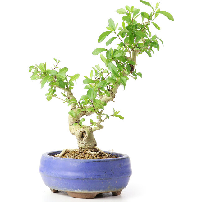 Ligustrum, 19 cm, ± 12 años